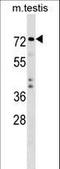 E3 ubiquitin-protein ligase TRIM41 antibody, LS-C157274, Lifespan Biosciences, Western Blot image 