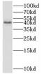 Alpha-L-Fucosidase 2 antibody, FNab10212, FineTest, Western Blot image 
