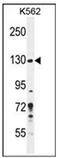 Pleckstrin Homology And RhoGEF Domain Containing G3 antibody, AP53350PU-N, Origene, Western Blot image 