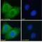 Phospholipase A2 Group IVA antibody, NBP1-52050, Novus Biologicals, Immunofluorescence image 