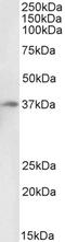 Duffy antigen/chemokine receptor antibody, LS-C502433, Lifespan Biosciences, Western Blot image 