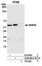 Sestrin-2 antibody, A305-881A-M, Bethyl Labs, Immunoprecipitation image 