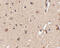 Autophagy Related 12 antibody, 4421, ProSci, Immunohistochemistry paraffin image 