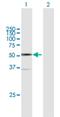 Activity Regulated Cytoskeleton Associated Protein antibody, H00023237-B01P, Novus Biologicals, Western Blot image 