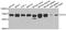 Chaperonin Containing TCP1 Subunit 3 antibody, PA5-76086, Invitrogen Antibodies, Western Blot image 