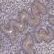 Pleckstrin Homology And RhoGEF Domain Containing G3 antibody, NBP2-68967, Novus Biologicals, Immunohistochemistry frozen image 