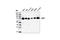 Heat Shock Transcription Factor 1 antibody, 12972S, Cell Signaling Technology, Western Blot image 