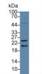 HRas Proto-Oncogene, GTPase antibody, MBS2028694, MyBioSource, Western Blot image 