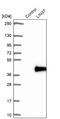 Protein lin-37 homolog antibody, NBP2-30637, Novus Biologicals, Western Blot image 