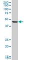 Pepsin A antibody, H00005222-M02, Novus Biologicals, Western Blot image 