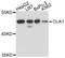 Obg Like ATPase 1 antibody, LS-C747066, Lifespan Biosciences, Western Blot image 