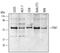 Checkpoint Kinase 1 antibody, AF1630, R&D Systems, Western Blot image 