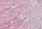 Insulin Like Growth Factor Binding Protein 6 antibody, orb19859, Biorbyt, Immunohistochemistry paraffin image 