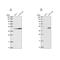 WD Repeat Domain 18 antibody, PA5-62154, Invitrogen Antibodies, Western Blot image 