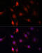 Gastrulation Brain Homeobox 2 antibody, 15-692, ProSci, Immunofluorescence image 