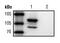 Galactosidase Beta 1 antibody, MA5-15222, Invitrogen Antibodies, Western Blot image 