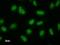 LSM8 Homolog, U6 Small Nuclear RNA Associated antibody, LS-C342839, Lifespan Biosciences, Immunofluorescence image 