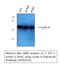 Cyclin A1 antibody, STJ92532, St John