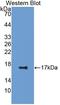 Epidermal Growth Factor antibody, LS-C293774, Lifespan Biosciences, Western Blot image 