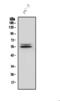 Interferon Regulatory Factor 3 antibody, A00165-4, Boster Biological Technology, Western Blot image 