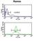 Beta-1,3-Galactosyltransferase 6 antibody, abx032379, Abbexa, Western Blot image 