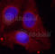 Growth Associated Protein 43 antibody, AP0353, ABclonal Technology, Immunofluorescence image 