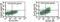 FOXP3 antibody, NBP2-33297, Novus Biologicals, Flow Cytometry image 