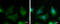 Mitogen-Activated Protein Kinase Kinase Kinase 13 antibody, GTX111101, GeneTex, Immunofluorescence image 