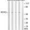 RAB11 Family Interacting Protein 2 antibody, PA5-50102, Invitrogen Antibodies, Western Blot image 