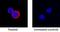 Interferon Gamma antibody, BAF781, R&D Systems, Immunofluorescence image 
