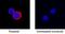 Interferon Gamma antibody, BAF781, R&D Systems, Immunofluorescence image 