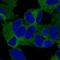 Kinesin Family Member 21A antibody, HPA058432, Atlas Antibodies, Immunofluorescence image 
