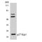 Cyclin Dependent Kinase Inhibitor 1B antibody, LS-C200441, Lifespan Biosciences, Western Blot image 