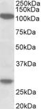 Ubinuclein 1 antibody, LS-C155034, Lifespan Biosciences, Western Blot image 