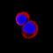 TNF Alpha Induced Protein 6 antibody, AF2326, R&D Systems, Immunofluorescence image 