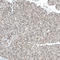 Mediator Complex Subunit 20 antibody, HPA040717, Atlas Antibodies, Immunohistochemistry paraffin image 