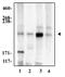 Notch Receptor 4 antibody, NB100-93551, Novus Biologicals, Western Blot image 