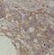 Lymphocyte Antigen 6 Family Member G5B antibody, FNab04896, FineTest, Immunohistochemistry paraffin image 