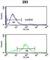 Transportin 1 antibody, abx030961, Abbexa, Western Blot image 