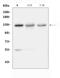 Integrin Subunit Alpha 6 antibody, A01693, Boster Biological Technology, Western Blot image 
