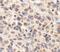 Trans-Golgi Network Protein 2 antibody, NBP1-49643, Novus Biologicals, Immunohistochemistry paraffin image 