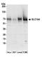Solute Carrier Family 1 Member 4 antibody, A305-283A, Bethyl Labs, Western Blot image 