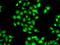 Protein Inhibitor Of Activated STAT 3 antibody, LS-C748449, Lifespan Biosciences, Immunofluorescence image 