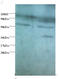 Synaptotagmin Binding Cytoplasmic RNA Interacting Protein antibody, MBS715639, MyBioSource, Western Blot image 