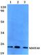 NADH:Ubiquinone Oxidoreductase Subunit A8 antibody, PA5-36491, Invitrogen Antibodies, Western Blot image 