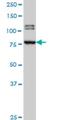 Bromodomain Containing 3 antibody, H00008019-M01, Novus Biologicals, Western Blot image 