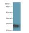 Mitochondrial Ribosomal Protein L48 antibody, A59878-100, Epigentek, Western Blot image 