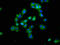 Delta Like Non-Canonical Notch Ligand 1 antibody, LS-C317680, Lifespan Biosciences, Immunofluorescence image 