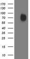 Interferon Regulatory Factor 6 antibody, TA503382, Origene, Western Blot image 