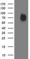 Interferon Regulatory Factor 6 antibody, TA503382, Origene, Western Blot image 